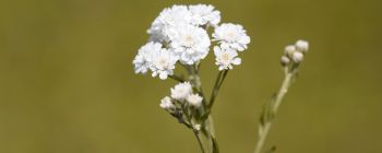 Вчені секвенують цілий геном для ідентифікації видів рослин протягом декількох годин