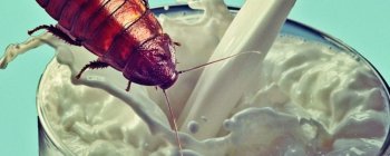 Вчені оновлюють фразу "Жучиний сік" поживним тарганячим "молоком"