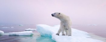 Дослідження показують, що біорізноманіття в світі знаходиться нижче "безпечного" рівня