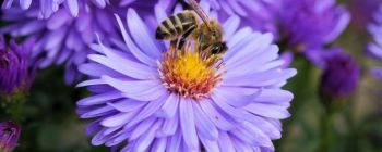 З'явилися дуже сильні докази того, що ми дійсно вбиваємо наших бджіл