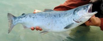 Ви вже можете купити генетично модифікований лосось в Канаді