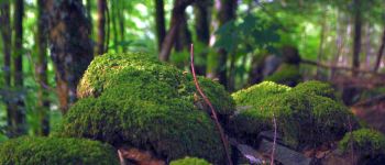 Мох може природним чином виводити з води шкідливий миш'як