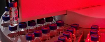 Новий метод генної інженерії може дозволити нам виростити органи для трансплантації