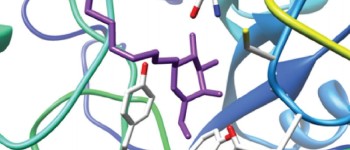 Процес, який вважався руйнівним, може допомагати клітинам мозку зберігати інформацію