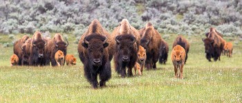 Стадо бізонів може допомогти вловити вуглекислий газ з більш ніж 40 000 автомобілів