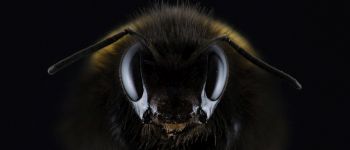 «Вакцина», створена з грибів, може допомогти врятувати бджіл