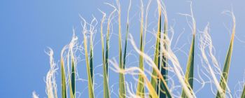 Після двох десятиліть вчені знаходять, що ГМО в кукурудзі корисні для вас