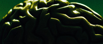 Після смерті мозку деякі клітини в ньому стають більш активними