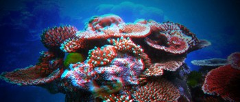 До 2100 року всі коралові рифи можуть повністю вимерти