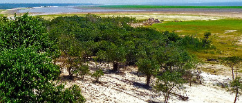 Тропічний ліс Амазонки на межі перетворення на суху савану