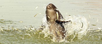 Стародавні поеми розкривають історію янцзиської морської свині