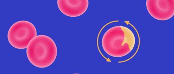 Створена штучна тканина кісткового мозку задля стовбурових клітин