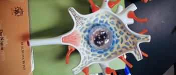 Вперше штучні нейрони взаємодіють безпосередньо з живими клітинами