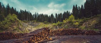 Австралія садить мільярд дерев для боротьби зі зміною клімату