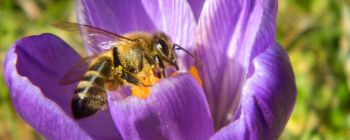 Автономні роботизовані бджоли запатентовані ... Волмартом?