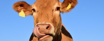 Білл Гейтс працює з генетиками для створення «ідеальної» корови