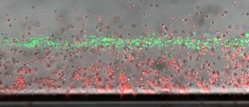 Біоінженери використовують левітацію на мертвих клітинах, щоб зберегти живі