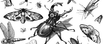 Біологи виявляють масу нових видів під час карантину