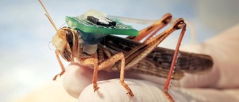 Вчені перетворили сарану на кіборгів, що винюхують вибухівку