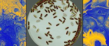 Милі, безмозкі, самохідні роботи можуть незабаром переміщатися всередині тварин