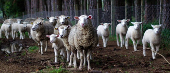 Заповнення Арктики величезною кількістю тварин може уповільнити зміну клімату