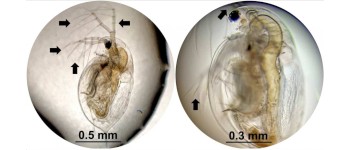 Молекулярні «нанодрилі» можуть вбивати крихітних черв'яків і водяних бліх