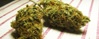 Каннабіс може мати ефект посилення нічного бачення