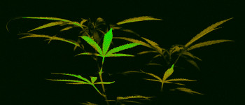 Вживання канабісу пов'язано зі спробами самогубства серед молодих людей