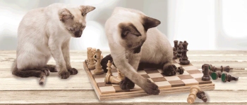 Вчені виявили, що кішкам просто начхати