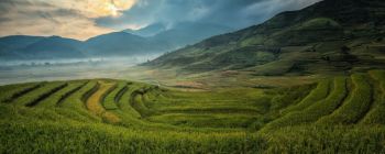 Китай вирощує рис, який росте в морській воді