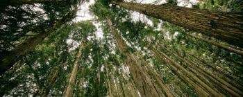 Китай засадить 84000 квадратних кілометрів деревами задля чистого повітря