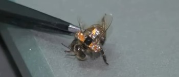 Китайські вчені створили бджолу-кіборга