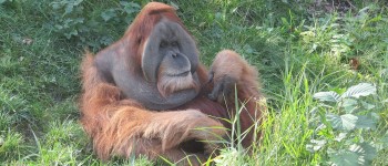 Зміна клімату може знищити ще понад 7000 видів