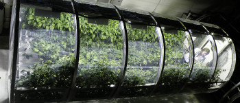 Вуглецеві пастки на Місяці можна використовувати для вирощування рослин