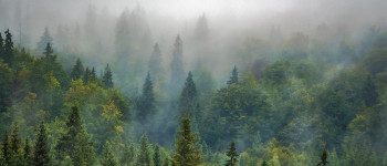 Саме тільки заліснення не зупинить зміну клімату