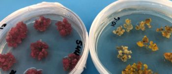 Вчені відкрили спосіб вирощувати кольорову бавовну