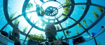 Водолази вирощують овочі у підводних теплицях