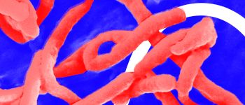 Ебола повернулася, і ось чим цей спалах відрізняється