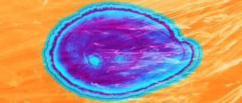 Їстівне покриття може довше зберігати їжу свіжою і скоротити відходи