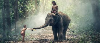 Слони люблять проводити час із людьми