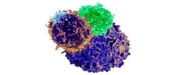 Експериментальна терапія пригнічує імунну реакцію на глютен у мишей