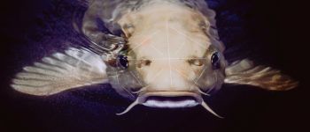 Фермери використовують розпізнавання обличчя у вирощуванні здорової риби