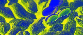 УПМ схвалила препарат для порятунку життя дітей з алергією на арахіс