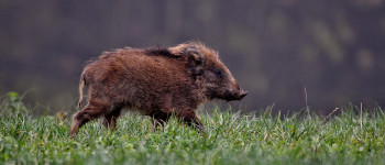 Експерти кажуть, що дикі кабани роблять величезний внесок у зміну клімату