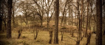 Втрата снігу у лісах є поганою новиною для зберігання вуглецю