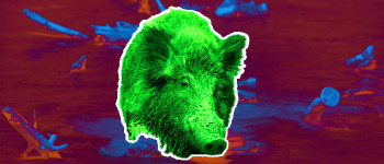 Фукусіма тепер є домом для радіоактивних гібридів кабана і свині