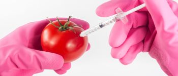 Генно-редаговані культури є офіційно ГМО, згідно з європейським судом