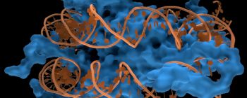 Редагування генів наразі може модифікувати навіть одну букву ДНК