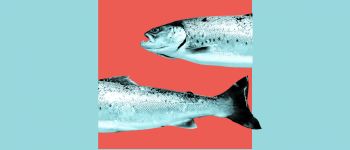 Генетичний аналіз допоміг спіймати спритних рибалок