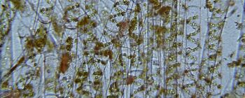 Генетично модифіковані водорості можуть бути ключем до завтрашніх біо-сонячних елементів